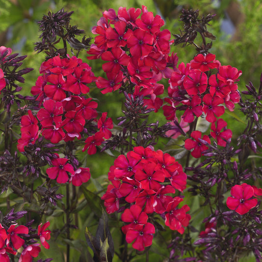 Phlox paniculata Starfire (x3)