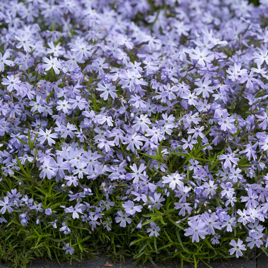 Phlox Moos Emerald Cushion Blue (x3)