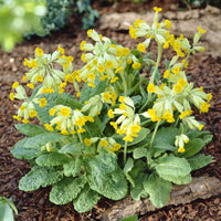 Primula veris - Primula officinalis Kuckucksuhr (x3) - Stauden