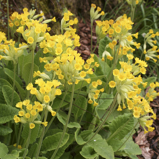 Primula officinalis Kuckucksuhr (x3)