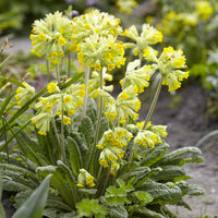 Stauden - Primula officinalis Kuckucksuhr (x3) - Primula veris