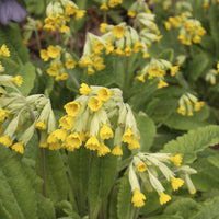 Primula officinalis Kuckucksuhr (x3) - Primula veris - Bakker