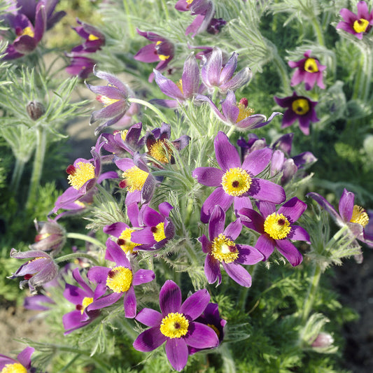 Pulsatilla-Anemonen (x3)