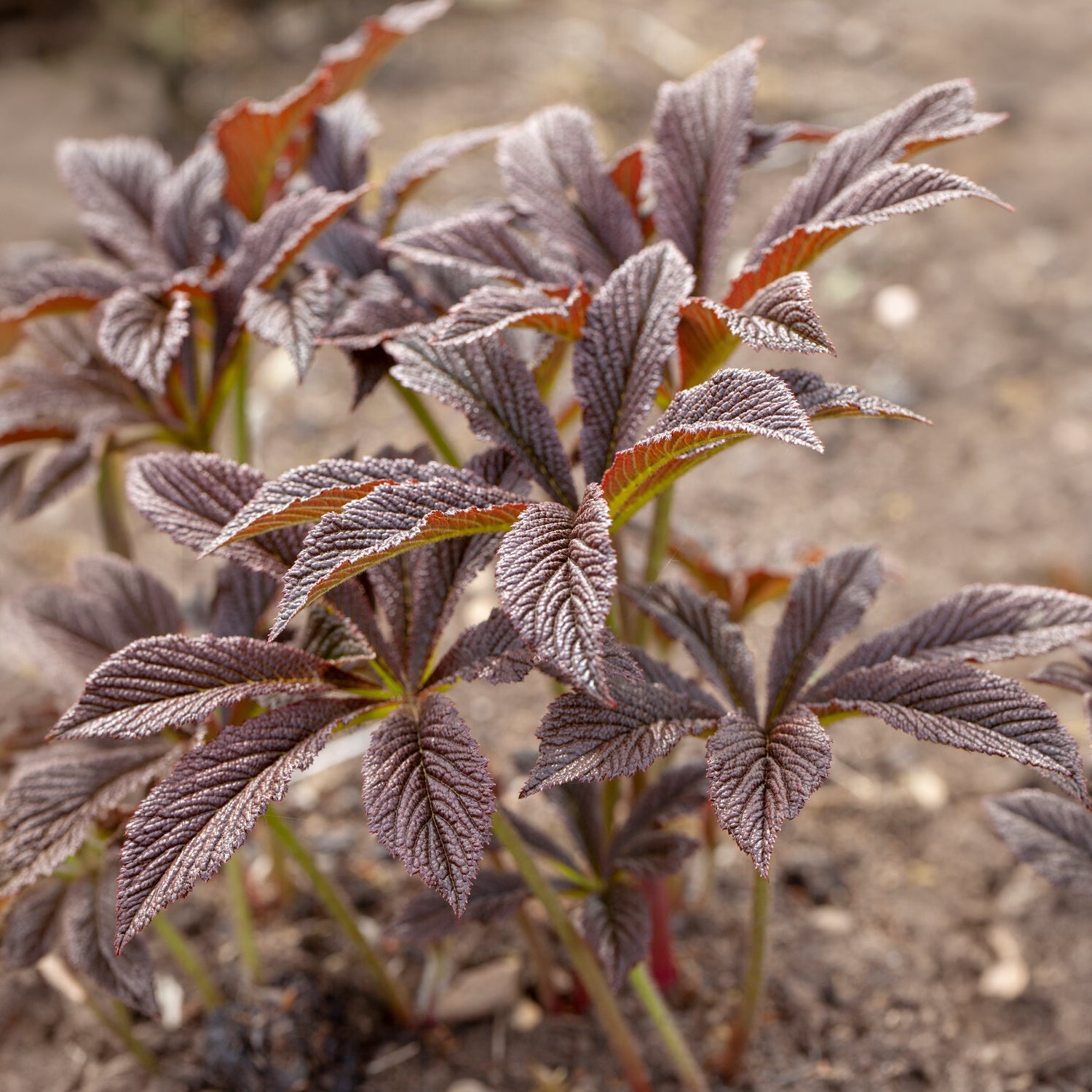 Schaublatt Bronze Peacock - Rodgersia Bronze Peacock - Bakker