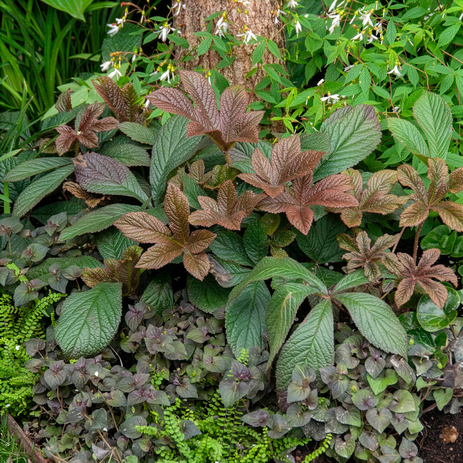 Rodgersia Bronze Peacock - Schaublatt Bronze Peacock - Rodgersia - Schaublatt