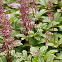 Rodgersia pinnata - Rodgersia pinnata - Bakker