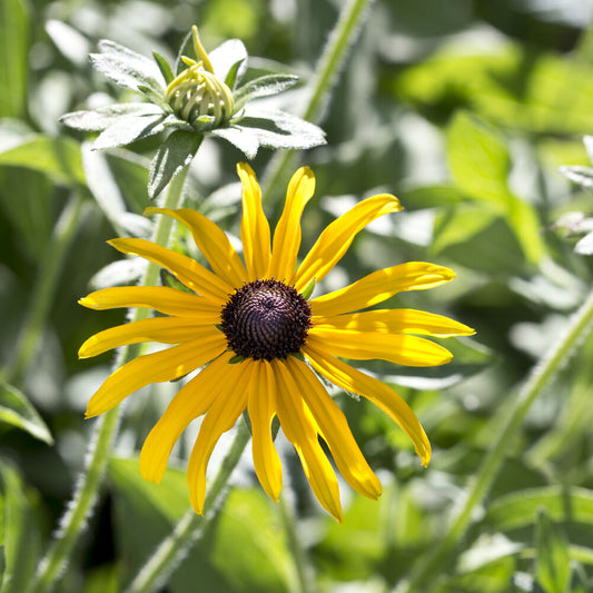 Rudbeckia deamii (x3)