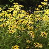 Stauden - Rudbeckia deamii (x3) - Rudbeckia fulgida deamii