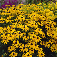 Rudbeckia deamii (x3) - Rudbeckia fulgida deamii - Bakker