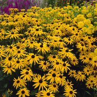 Stipa gigantea, Pennisetum alopecuroides,Rudbeckia fulgida,Achillea millefolium,Persicaria amplexicaulis  - 5 Stauden für ein naturnahes Beet - Stauden