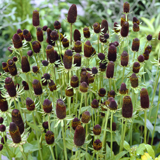 Westliche Rudbeckias Green Wizard (x3)