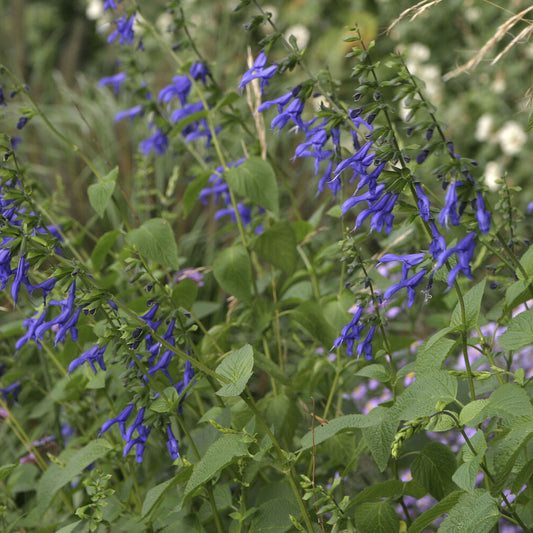 Salbei Blue Enigma - Bakker