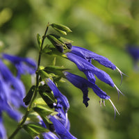 Salbei Blue Enigma - Salvia guaranitica Blue Enigma - Bakker