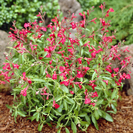 Salbei Lipstick - Bakker