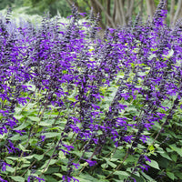 Salvia Amistad - Amistad Hybrid-Salbei - Salbei