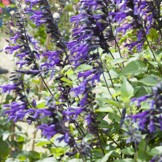 Amistad Hybrid-Salbei - Bakker