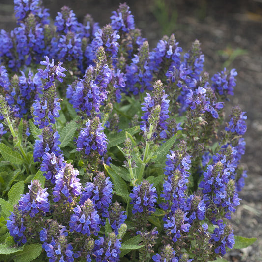 Wald-Salbei Marcus - Bakker