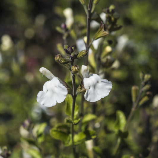 Strauch-Salbei Gletsjer - Bakker