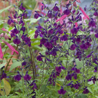 Salvia Nachtvlinder - Salbei Nachtfalter - Salbei