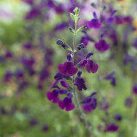 Salbei - Salbei Nachtfalter - Salvia Nachtvlinder