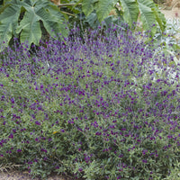Verkauf Salbei Nachtfalter - Salvia Nachtvlinder