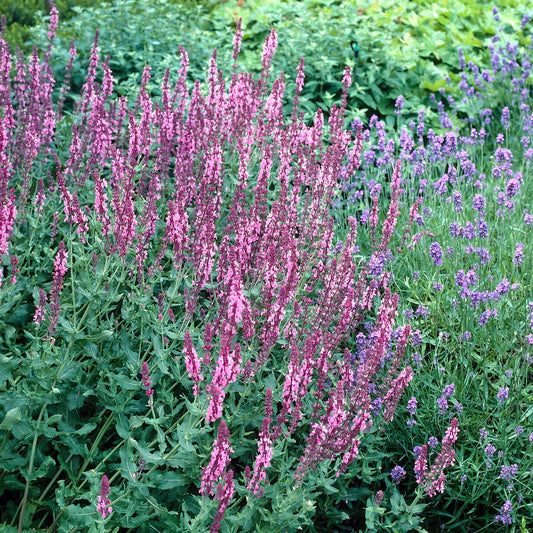 Wald-Salbei Rose Queen - Bakker