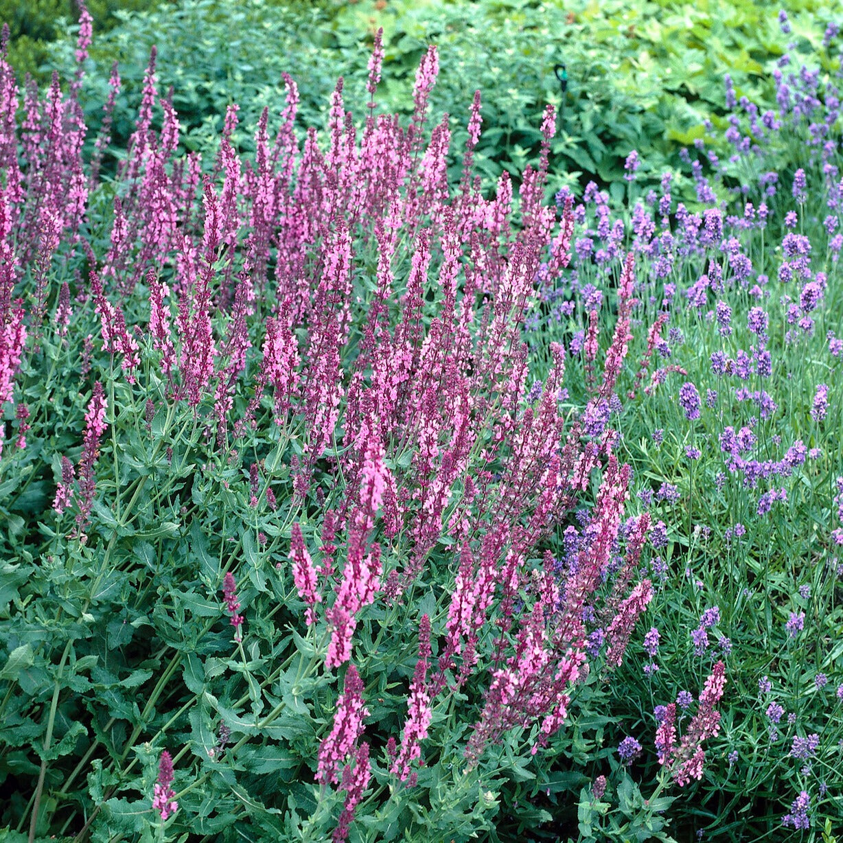 Wald-Salbei Rose Queen - Bakker