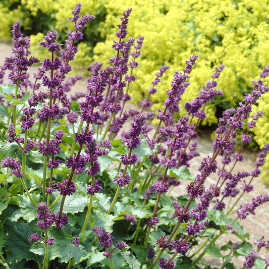 Aufrechte Salbei Purple Rain - Bakker