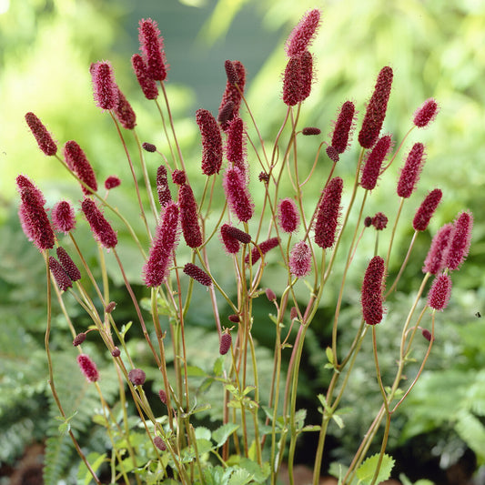 Rötlicher Wiesenknopf Alaska-Pimpinelle