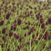 Pimpinelle officinale Tanna - Bakker