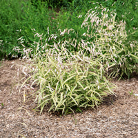 Verkauf Plattährengras