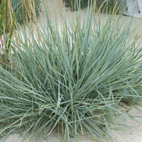 Gräser - Meerroggen Blue Dune - Leymus arenarius Blue Dune