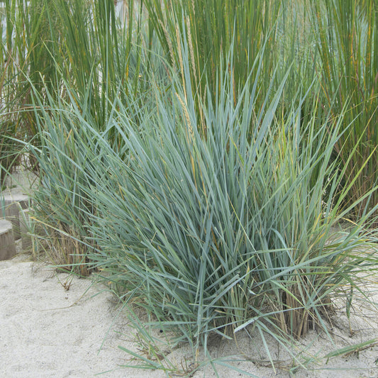 Meerroggen Blue Dune - Bakker