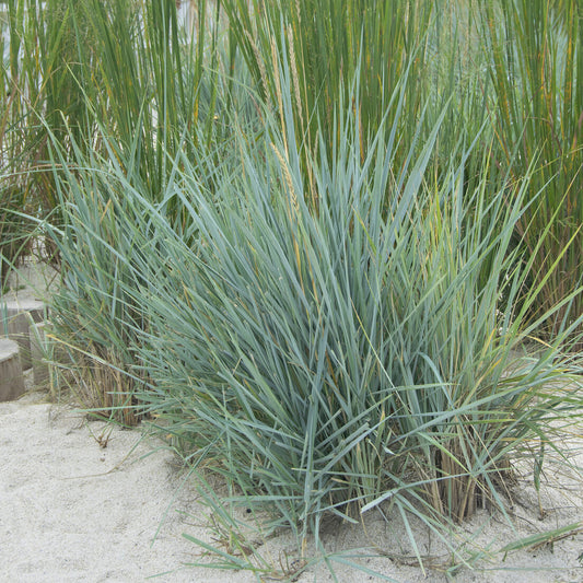 Meerroggen Blue Dune