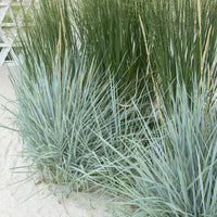 Meerroggen Blue Dune - Leymus arenarius Blue Dune - Bakker