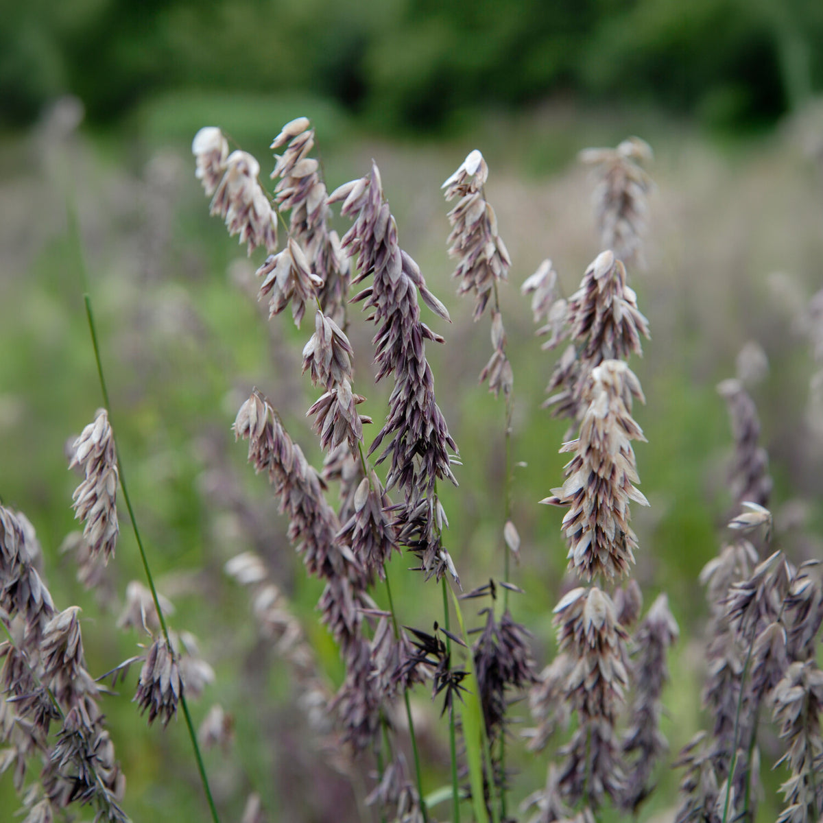Perlgras Atropurpurea - Melica altissima atropurpurea - Bakker