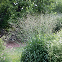 Molinia arundinacea Skyracer - Hohes Pfeifengras Skyracer - Pfeifengras