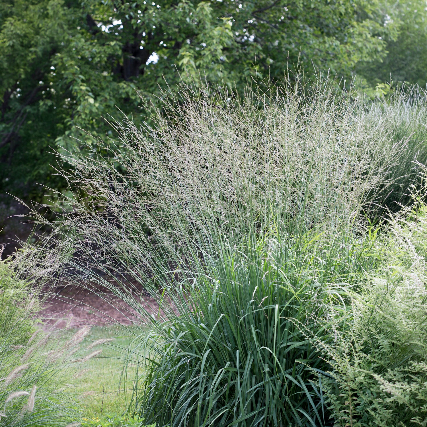 Molinia arundinacea Skyracer - Hohes Pfeifengras Skyracer - Pfeifengras