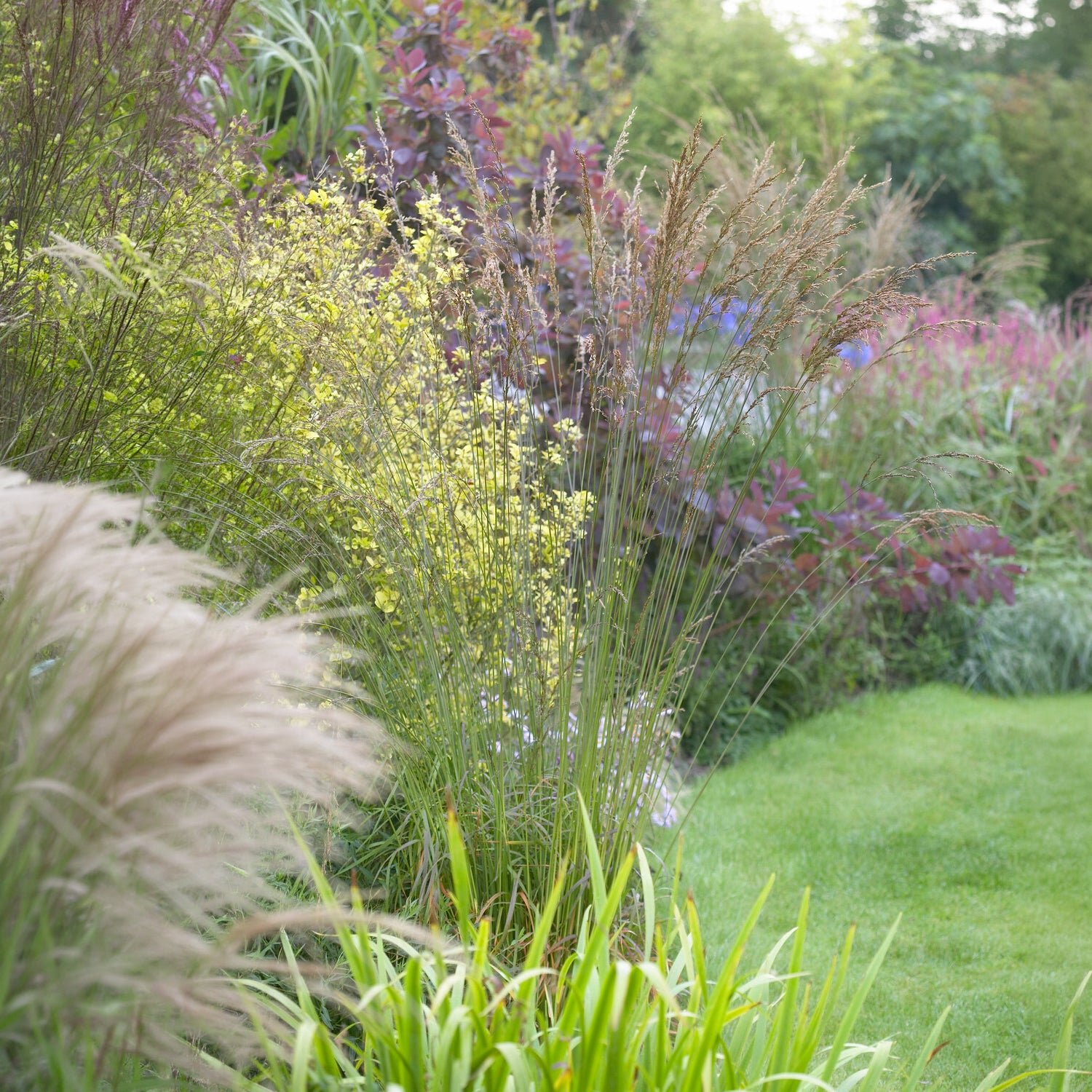 Hohes Pfeifengras Skyracer - Bakker
