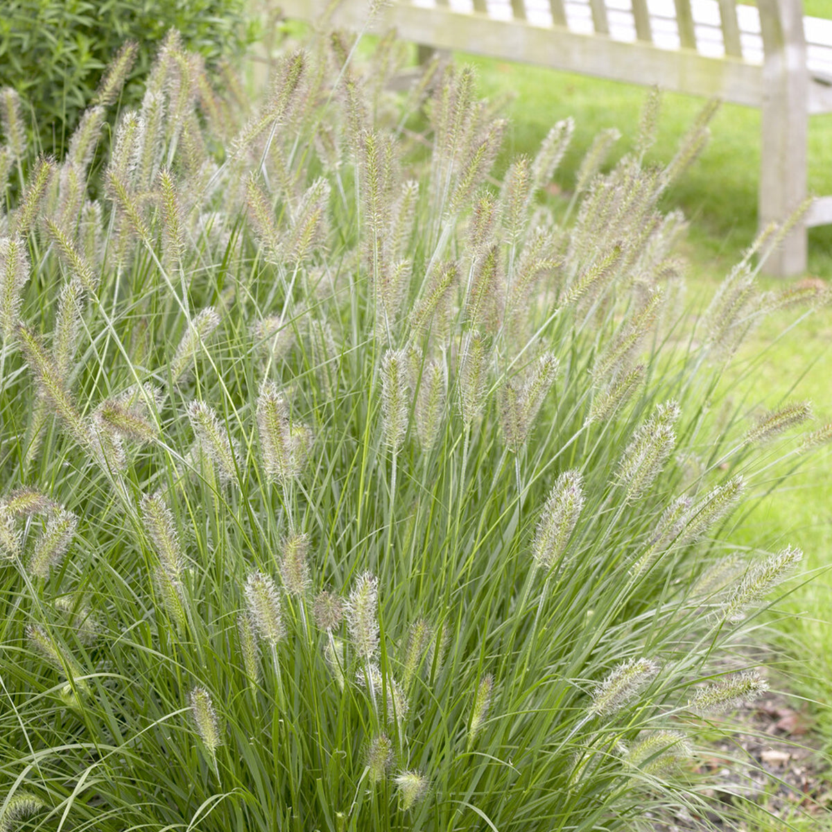 Pennisetum alopecuroides herbstzauber - Federborstengras 'Herbstzauber' - Pennisetum