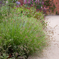 Lampenputzergras Red Button - Pennisetum thunbergii Red Buttons - Bakker
