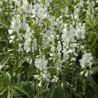 Sidalcea candida - Bakker