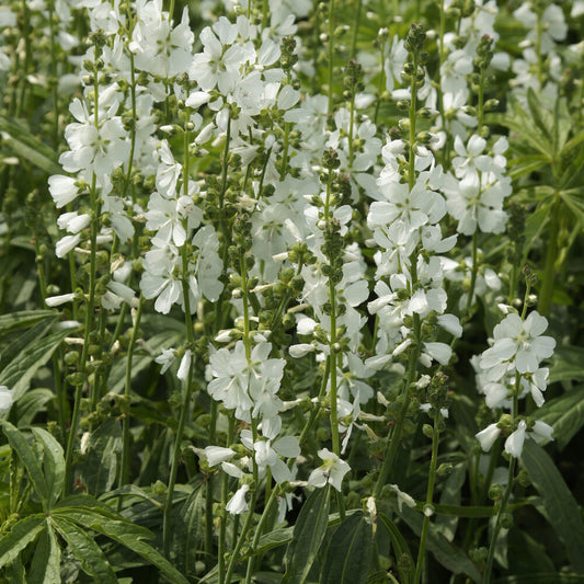 Sidalcea candida