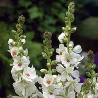 Sidalcea candida - Sidalcea candida - Bakker
