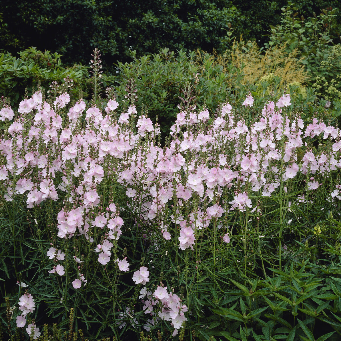 Prärie-Malve Elsie Heugh - Sidalcea Elsie Heugh - Bakker
