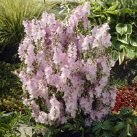 Sidalcea Elsie Heugh - Prärie-Malve Elsie Heugh - Stauden