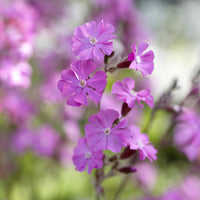  - Tag-Lichtnelke - Silene dioica