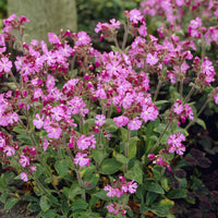 Silene dioica - Tag-Lichtnelke - 
