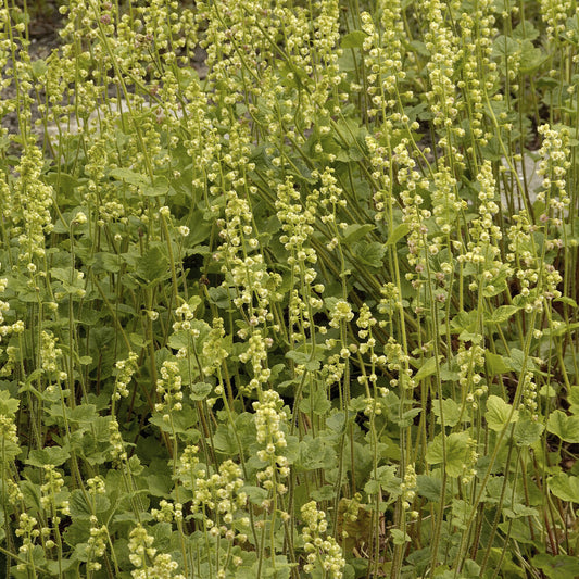 Falsche Alraunwurzel - Bakker