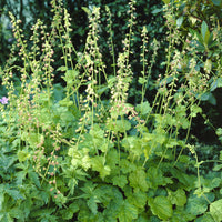 Tellima grandiflora - Falsche Alraunwurzel - Stauden